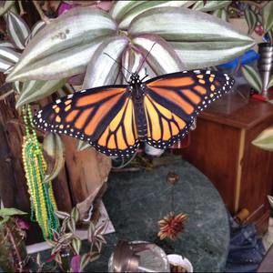 Meet your Posher, Ginger